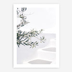 Shop Santorini Olive Branch Photo Art Print a coastal themed photography wall art print from The Print Emporium wall artwork collection - Buy Australian made fine art poster and framed prints for the home and your interior decor, TPE-1279-AP