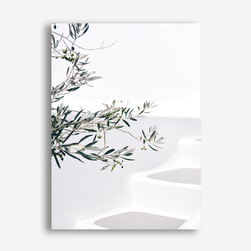 Shop Santorini Olive Branch Photo Canvas Print a coastal themed photography framed stretched canvas print from The Print Emporium wall artwork collection - Buy Australian made prints for the home and your interior decor space, TPE-1279-CA-35X46-NF