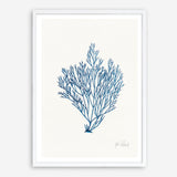 Shop Sea Garden II Royal Blue Art Print a coastal themed painted wall art print from The Print Emporium wall artwork collection - Buy Australian made fine art painting style poster and framed prints for the home and your interior decor room, TPE-WA-63919-AP