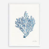 Shop Sea Garden II Royal Blue Art Print a coastal themed painted wall art print from The Print Emporium wall artwork collection - Buy Australian made fine art painting style poster and framed prints for the home and your interior decor room, TPE-WA-63919-AP