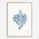 Shop Sea Garden II Royal Blue Art Print a coastal themed painted wall art print from The Print Emporium wall artwork collection - Buy Australian made fine art painting style poster and framed prints for the home and your interior decor room, TPE-WA-63919-AP