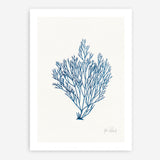 Shop Sea Garden II Royal Blue Art Print a coastal themed painted wall art print from The Print Emporium wall artwork collection - Buy Australian made fine art painting style poster and framed prints for the home and your interior decor room, TPE-WA-63919-AP