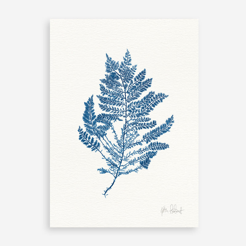 Shop Sea Garden III Royal Blue Art Print a coastal themed painted wall art print from The Print Emporium wall artwork collection - Buy Australian made fine art painting style poster and framed prints for the home and your interior decor room, TPE-WA-63920-AP