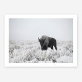 Shop Snow Buffalo Photo Art Print a photography wall art print from The Print Emporium wall artwork collection - Buy Australian made fine art poster and framed prints for the home and your interior decor room, TPE-111-AP