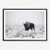 Shop Snow Buffalo Photo Art Print a photography wall art print from The Print Emporium wall artwork collection - Buy Australian made fine art poster and framed prints for the home and your interior decor room, TPE-111-AP