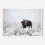 Shop Snow Buffalo Photo Art Print a photography wall art print from The Print Emporium wall artwork collection - Buy Australian made fine art poster and framed prints for the home and your interior decor room, TPE-111-AP