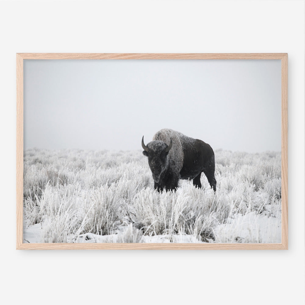 Shop Snow Buffalo Photo Art Print a photography wall art print from The Print Emporium wall artwork collection - Buy Australian made fine art poster and framed prints for the home and your interior decor room, TPE-111-AP