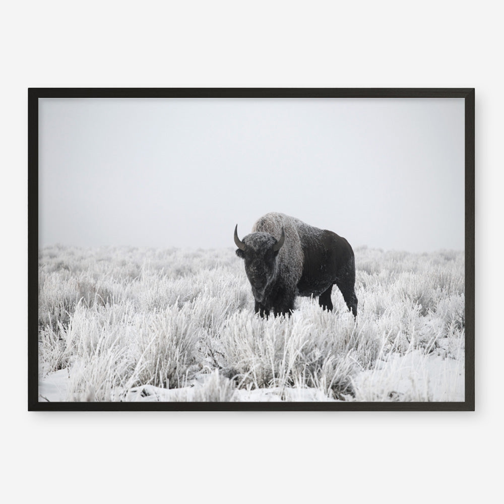 Shop Snow Buffalo Photo Art Print a photography wall art print from The Print Emporium wall artwork collection - Buy Australian made fine art poster and framed prints for the home and your interior decor room, TPE-111-AP