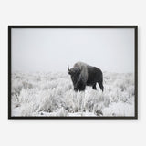 Shop Snow Buffalo Photo Art Print a photography wall art print from The Print Emporium wall artwork collection - Buy Australian made fine art poster and framed prints for the home and your interior decor room, TPE-111-AP