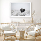 Shop Snow Buffalo Photo Art Print a photography wall art print from The Print Emporium wall artwork collection - Buy Australian made fine art poster and framed prints for the home and your interior decor room, TPE-111-AP