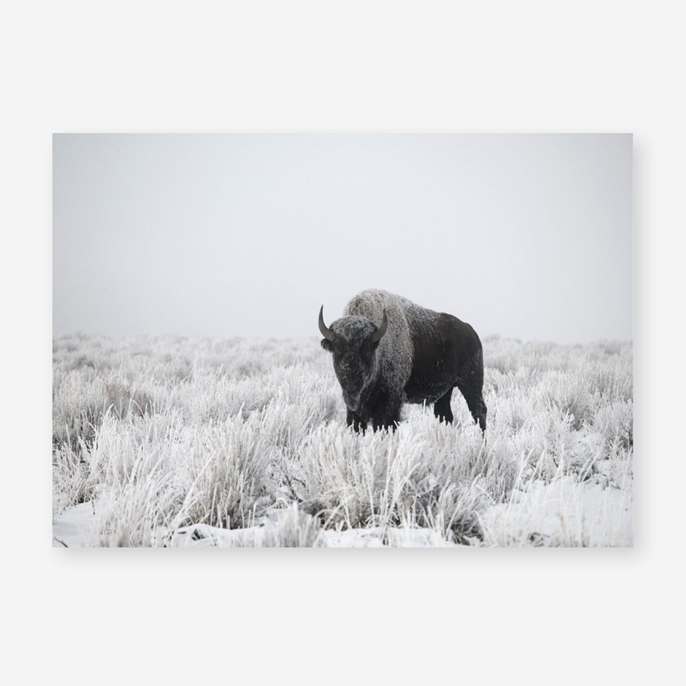 Shop Snow Buffalo Photo Art Print a photography wall art print from The Print Emporium wall artwork collection - Buy Australian made fine art poster and framed prints for the home and your interior decor room, TPE-111-AP