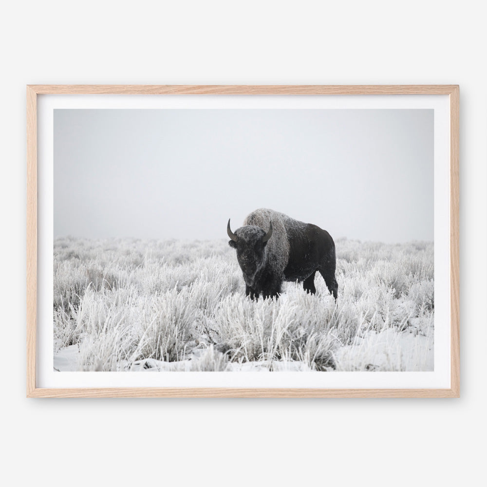 Shop Snow Buffalo Photo Art Print a photography wall art print from The Print Emporium wall artwork collection - Buy Australian made fine art poster and framed prints for the home and your interior decor room, TPE-111-AP