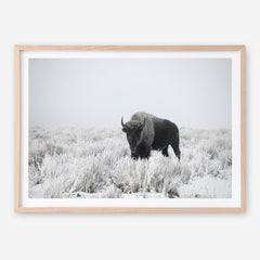 Shop Snow Buffalo Photo Art Print a photography wall art print from The Print Emporium wall artwork collection - Buy Australian made fine art poster and framed prints for the home and your interior decor room, TPE-111-AP