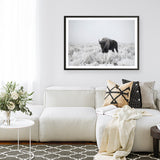 Shop Snow Buffalo Photo Art Print a photography wall art print from The Print Emporium wall artwork collection - Buy Australian made fine art poster and framed prints for the home and your interior decor room, TPE-111-AP