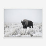 Shop Snow Buffalo Photo Canvas Print a photography framed stretched canvas print from The Print Emporium wall artwork collection - Buy Australian made prints for the home and your interior decor space, TPE-111-CA-35X46-NF