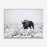 Shop Snow Buffalo Photo Canvas Print a photography framed stretched canvas print from The Print Emporium wall artwork collection - Buy Australian made prints for the home and your interior decor space, TPE-111-CA-35X46-NF