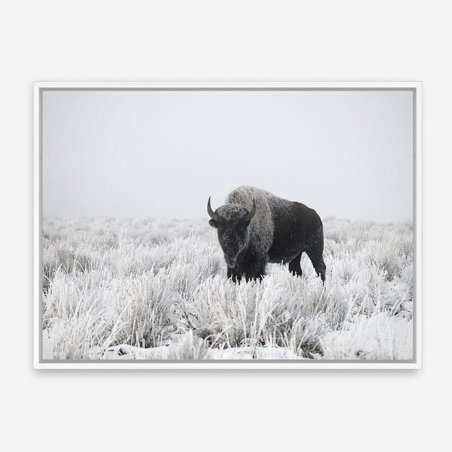 Shop Snow Buffalo Photo Canvas Print a photography framed stretched canvas print from The Print Emporium wall artwork collection - Buy Australian made prints for the home and your interior decor space, TPE-111-CA-35X46-NF