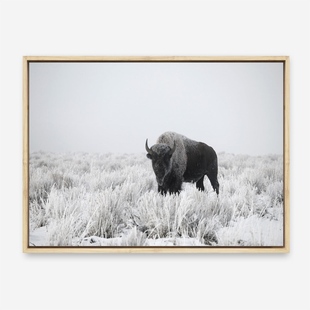 Shop Snow Buffalo Photo Canvas Print a photography framed stretched canvas print from The Print Emporium wall artwork collection - Buy Australian made prints for the home and your interior decor space, TPE-111-CA-35X46-NF