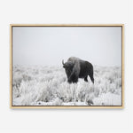Shop Snow Buffalo Photo Canvas Print a photography framed stretched canvas print from The Print Emporium wall artwork collection - Buy Australian made prints for the home and your interior decor space, TPE-111-CA-35X46-NF