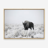 Shop Snow Buffalo Photo Canvas Print a photography framed stretched canvas print from The Print Emporium wall artwork collection - Buy Australian made prints for the home and your interior decor space, TPE-111-CA-35X46-NF