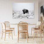 Shop Snow Buffalo Photo Canvas Print a photography framed stretched canvas print from The Print Emporium wall artwork collection - Buy Australian made prints for the home and your interior decor space, TPE-111-CA-35X46-NF