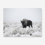 Shop Snow Buffalo Photo Canvas Print a photography framed stretched canvas print from The Print Emporium wall artwork collection - Buy Australian made prints for the home and your interior decor space, TPE-111-CA-35X46-NF