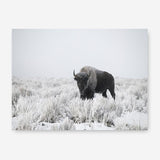 Shop Snow Buffalo Photo Canvas Print a photography framed stretched canvas print from The Print Emporium wall artwork collection - Buy Australian made prints for the home and your interior decor space, TPE-111-CA-35X46-NF