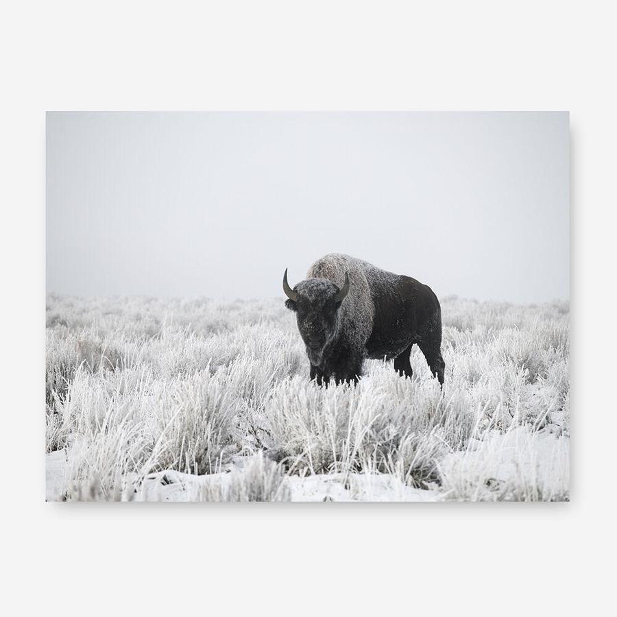 Shop Snow Buffalo Photo Canvas Print a photography framed stretched canvas print from The Print Emporium wall artwork collection - Buy Australian made prints for the home and your interior decor space, TPE-111-CA-35X46-NF