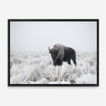 Shop Snow Buffalo Photo Canvas Print a photography framed stretched canvas print from The Print Emporium wall artwork collection - Buy Australian made prints for the home and your interior decor space, TPE-111-CA-35X46-NF