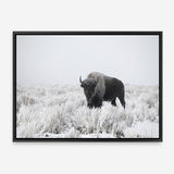 Shop Snow Buffalo Photo Canvas Print a photography framed stretched canvas print from The Print Emporium wall artwork collection - Buy Australian made prints for the home and your interior decor space, TPE-111-CA-35X46-NF