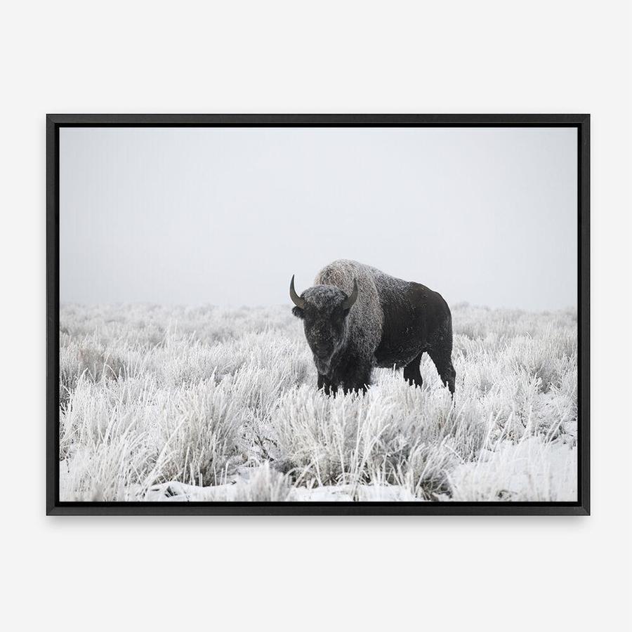 Shop Snow Buffalo Photo Canvas Print a photography framed stretched canvas print from The Print Emporium wall artwork collection - Buy Australian made prints for the home and your interior decor space, TPE-111-CA-35X46-NF
