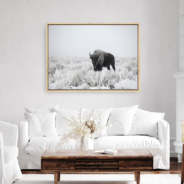 Shop Snow Buffalo Photo Canvas Print a photography framed stretched canvas print from The Print Emporium wall artwork collection - Buy Australian made prints for the home and your interior decor space, TPE-111-CA-35X46-NF