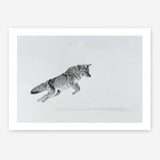 Shop Snow Fox Art Print a painted style wall art print from The Print Emporium wall artwork collection - Buy Australian made fine art painting style poster and framed prints for the home and your interior decor room, TPE-212-AP