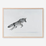 Shop Snow Fox Art Print a painted style wall art print from The Print Emporium wall artwork collection - Buy Australian made fine art painting style poster and framed prints for the home and your interior decor room, TPE-212-AP