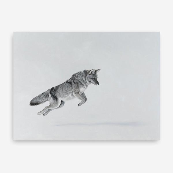 Shop Snow Fox Canvas Print a painted style framed canvas wall art print from The Print Emporium artwork collection - Buy Australian made fine art painting style stretched canvas prints for the home and your interior decor space, TPE-212-CA-35X46-NF