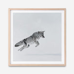 Shop Snow Fox (Square) Art Print a painted style wall art print from The Print Emporium wall artwork collection - Buy Australian made fine art painting style poster and framed prints for the home and your interior decor room, TPE-204-AP