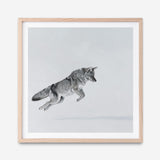 Shop Snow Fox (Square) Art Print a painted style wall art print from The Print Emporium wall artwork collection - Buy Australian made fine art painting style poster and framed prints for the home and your interior decor room, TPE-204-AP