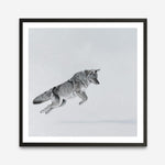 Shop Snow Fox (Square) Art Print a painted style wall art print from The Print Emporium wall artwork collection - Buy Australian made fine art painting style poster and framed prints for the home and your interior decor room, TPE-204-AP