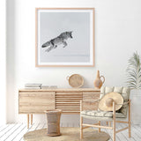 Shop Snow Fox (Square) Art Print a painted style wall art print from The Print Emporium wall artwork collection - Buy Australian made fine art painting style poster and framed prints for the home and your interior decor room, TPE-204-AP