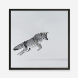 Shop Snow Fox (Square) Art Print a painted style wall art print from The Print Emporium wall artwork collection - Buy Australian made fine art painting style poster and framed prints for the home and your interior decor room, TPE-204-AP