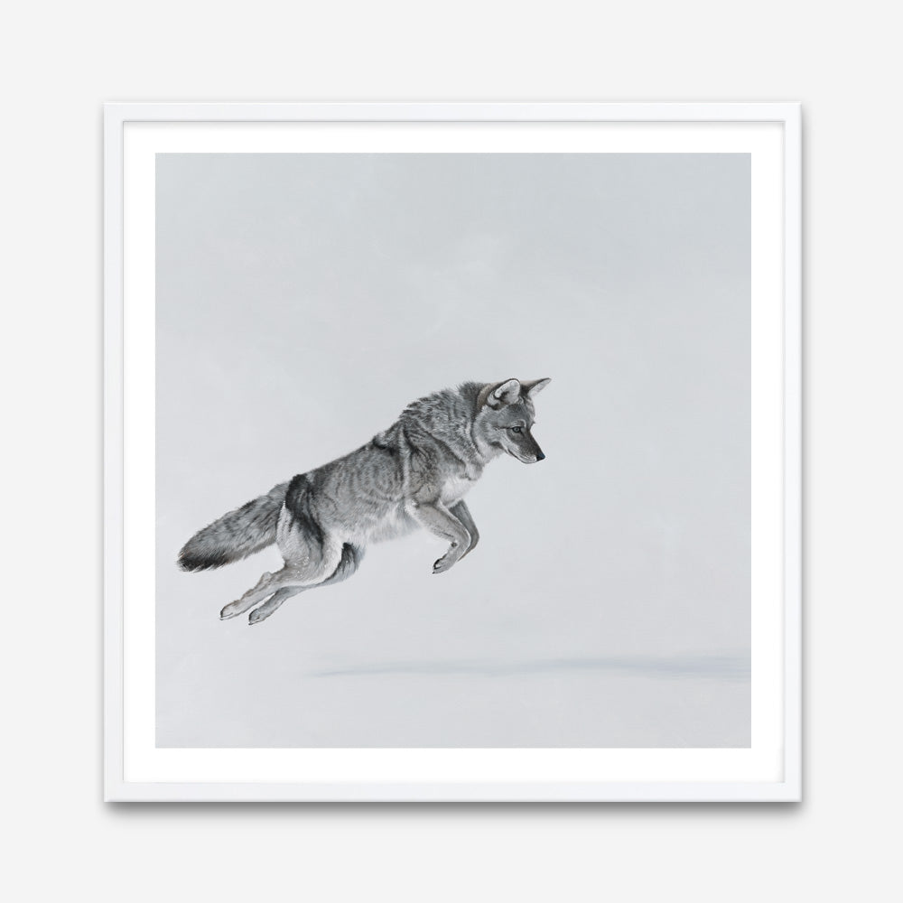 Shop Snow Fox (Square) Art Print a painted style wall art print from The Print Emporium wall artwork collection - Buy Australian made fine art painting style poster and framed prints for the home and your interior decor room, TPE-204-AP