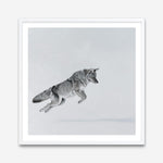 Shop Snow Fox (Square) Art Print a painted style wall art print from The Print Emporium wall artwork collection - Buy Australian made fine art painting style poster and framed prints for the home and your interior decor room, TPE-204-AP