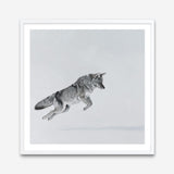 Shop Snow Fox (Square) Art Print a painted style wall art print from The Print Emporium wall artwork collection - Buy Australian made fine art painting style poster and framed prints for the home and your interior decor room, TPE-204-AP
