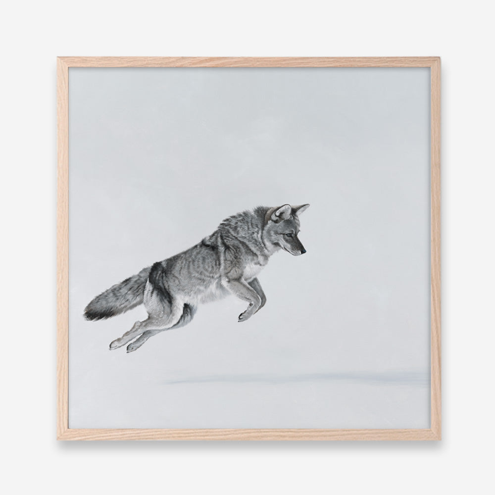 Shop Snow Fox (Square) Art Print a painted style wall art print from The Print Emporium wall artwork collection - Buy Australian made fine art painting style poster and framed prints for the home and your interior decor room, TPE-204-AP