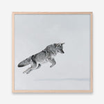 Shop Snow Fox (Square) Art Print a painted style wall art print from The Print Emporium wall artwork collection - Buy Australian made fine art painting style poster and framed prints for the home and your interior decor room, TPE-204-AP