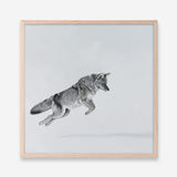 Shop Snow Fox (Square) Art Print a painted style wall art print from The Print Emporium wall artwork collection - Buy Australian made fine art painting style poster and framed prints for the home and your interior decor room, TPE-204-AP