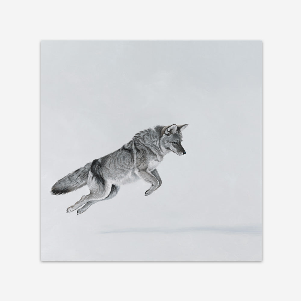 Shop Snow Fox (Square) Art Print a painted style wall art print from The Print Emporium wall artwork collection - Buy Australian made fine art painting style poster and framed prints for the home and your interior decor room, TPE-204-AP