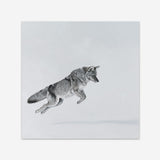 Shop Snow Fox (Square) Art Print a painted style wall art print from The Print Emporium wall artwork collection - Buy Australian made fine art painting style poster and framed prints for the home and your interior decor room, TPE-204-AP