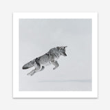 Shop Snow Fox (Square) Art Print a painted style wall art print from The Print Emporium wall artwork collection - Buy Australian made fine art painting style poster and framed prints for the home and your interior decor room, TPE-204-AP