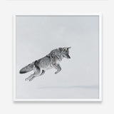 Shop Snow Fox (Square) Art Print a painted style wall art print from The Print Emporium wall artwork collection - Buy Australian made fine art painting style poster and framed prints for the home and your interior decor room, TPE-204-AP